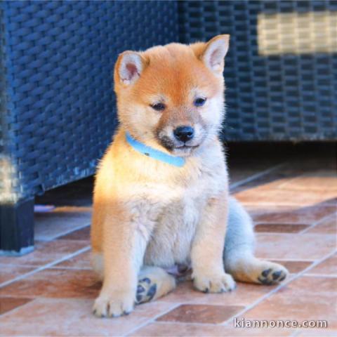 Shiba Inu chiots à vendre