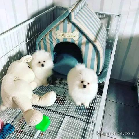 mignons chiots spitz nain