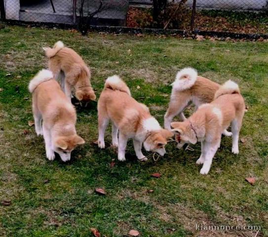 Chiots Akita Inu Japonais