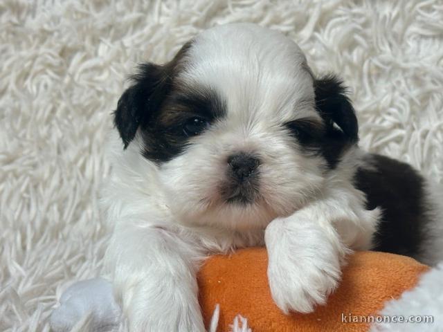 Chiots Shih Tzu a donner urgent 