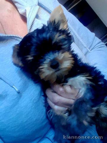 Chiots de type Yorkshire Terrier pour adoption 