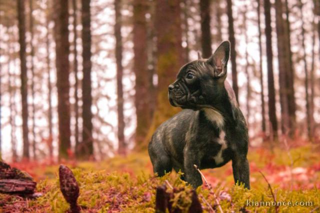 bouledogue français ancien type