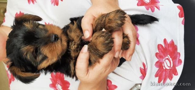 Chiots de type Yorkshire Terrier male 