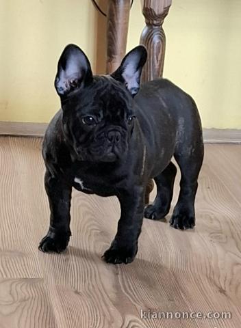 Chiots Bouledogue Français à vendre