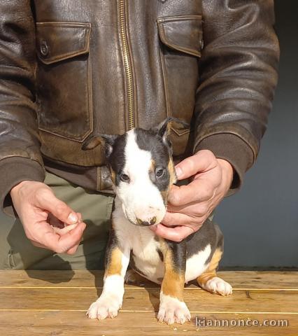 Bull Terrier Standard Chiots