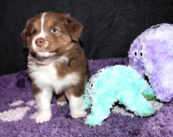 Adorable chiots berger australien