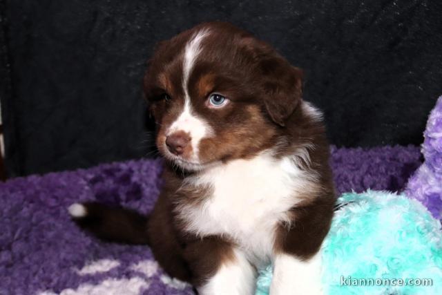 Adorable chiots berger australien