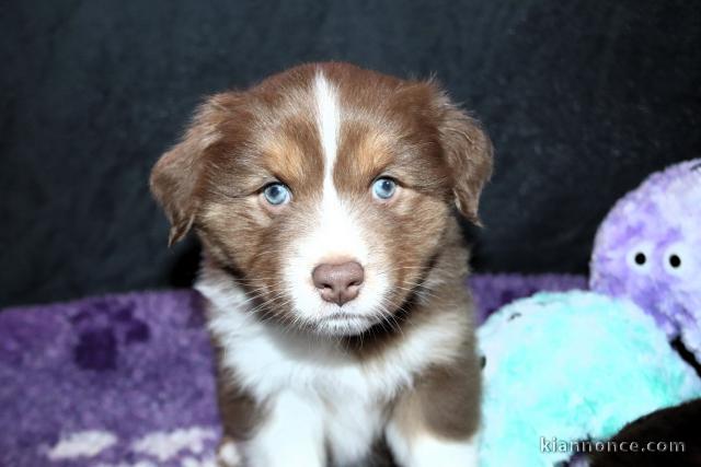 Adorable chiots berger australien