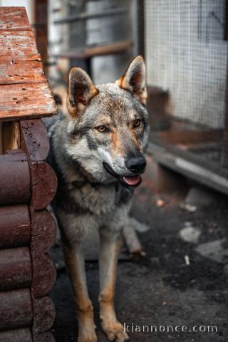 Chiots Chien-loup tchécoslovaque