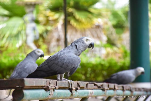 Jeunes Perroquets Gris du Gabon Eam Parleurs