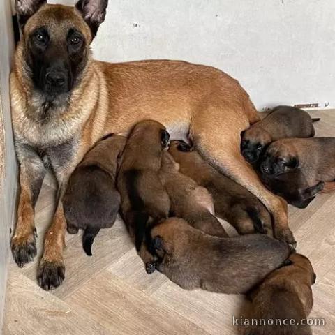 Chiots Malinois Pure Race LOF