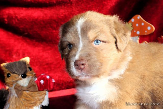 Adorable chiots berger australien