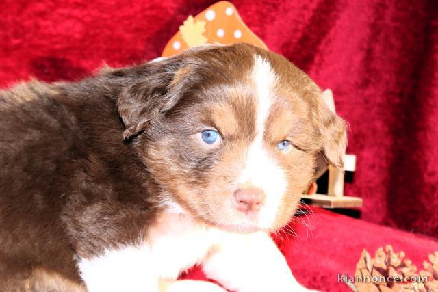 Adorable chiots berger australien