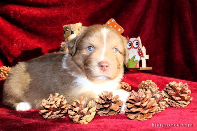 Adorable chiots berger australien