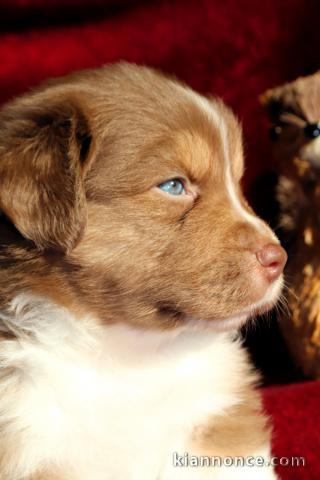 Adorable chiots berger australien