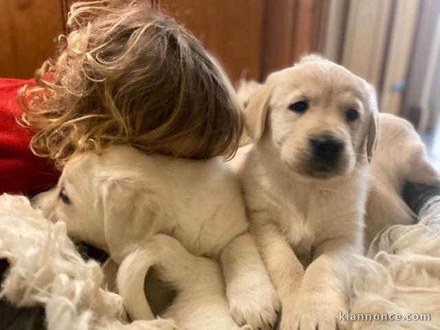 Chiots Golden Retriever