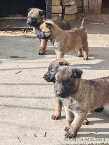 Berger Belge Malinois chiots