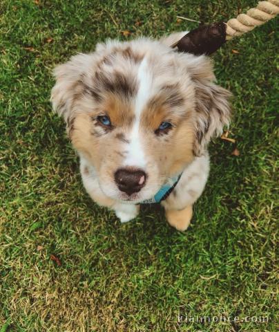 Chiot berger australien a donner pour cette nouvelle année 