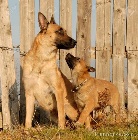 Superbe portée de chiots Beger Malinois pure race