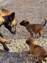 Superbe portée de chiots Beger Malinois