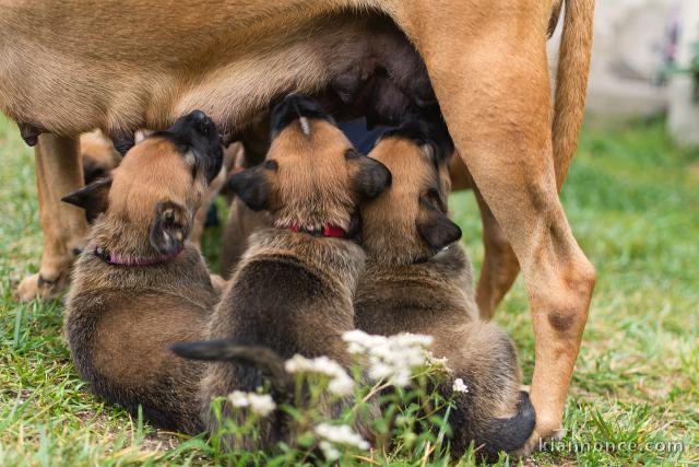 De très beaux chiots Berger Malinois pure rac