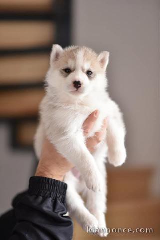 Chiots Husky Sibérien à vendre