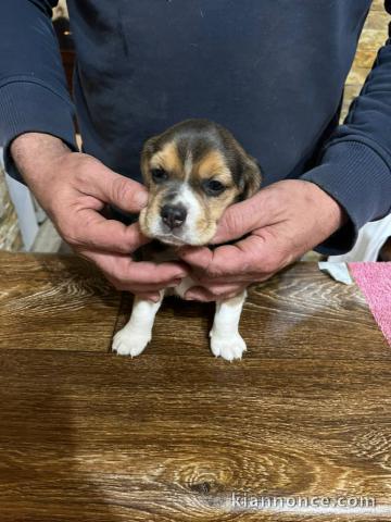 Chiots Beagle à vendre