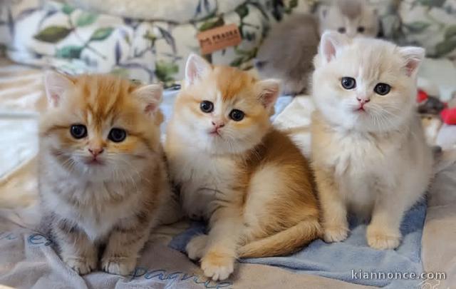 Magnifiques chatons Maine coone