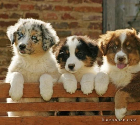 Adorables chiots berger australien 