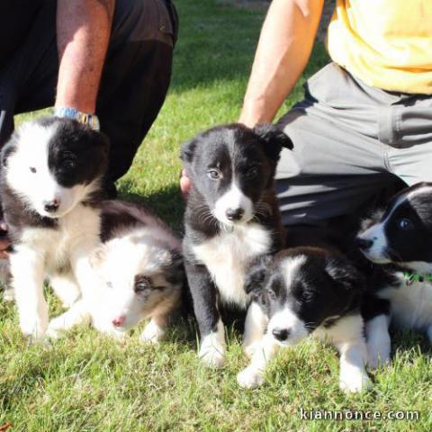 Adorable chiots Border Collie