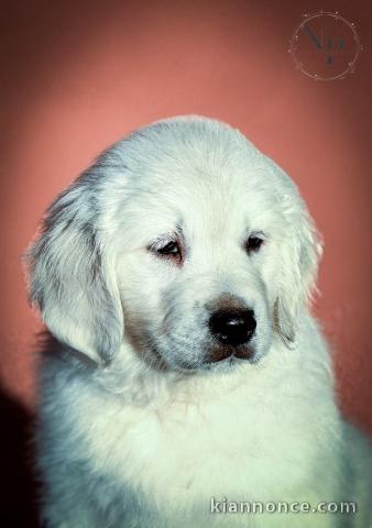 Golden retriever chiots à vendre