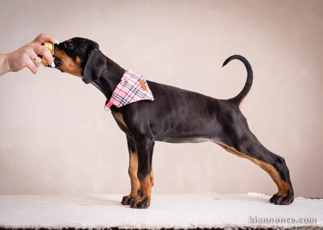 Dobermann chiots à vendre