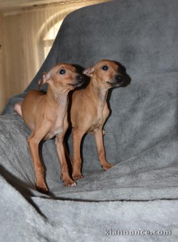 Chiots Lévrier Italien