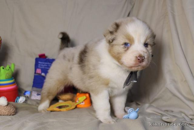 Chiot berger australien à donner 