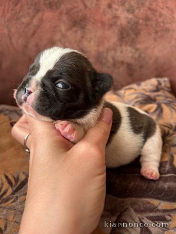 Chiot bouledogue Français à adopter 