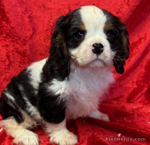 Adoption chiot cavalier King Charles 