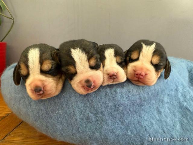 Adorable chiot beagle pour compagnie 