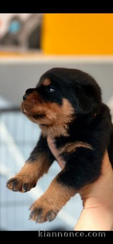 Chiot Rottweiler femelle a donner 