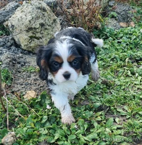 Chiot cavalier King Charles a adopté 