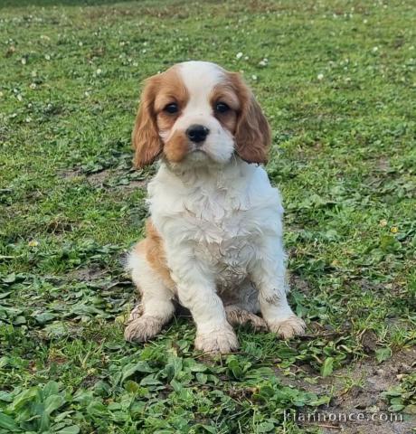 Chiot cavalier King Charles a adopté 