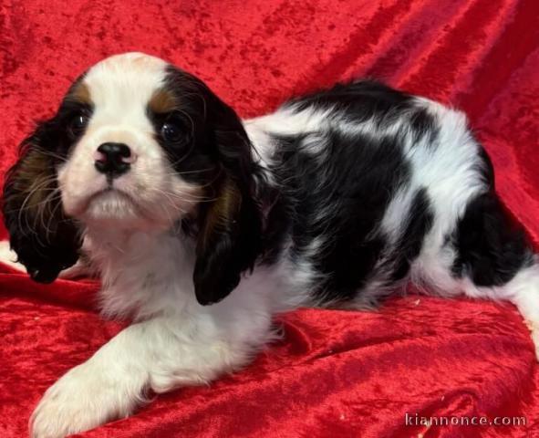 Chiot cavalier King Charles a adopté 