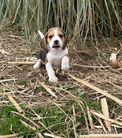 Chiot beagle disponible 