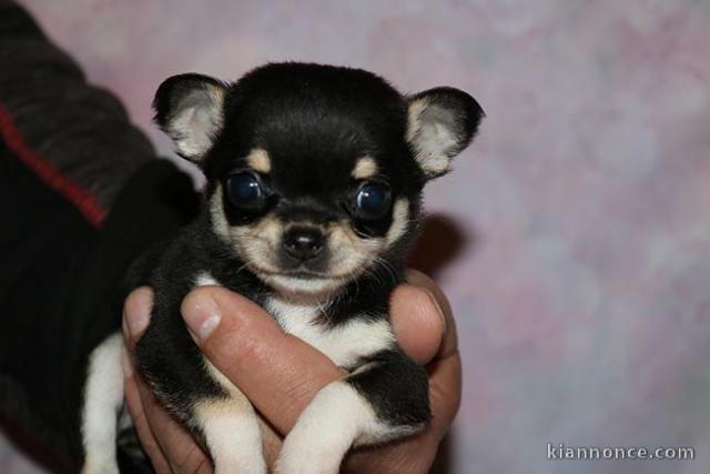 Chiot Chihuahua a donner 