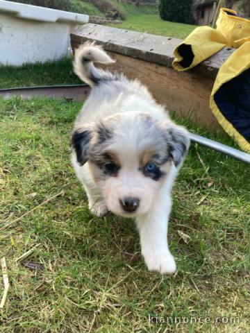 Chiot berger australien à donner 