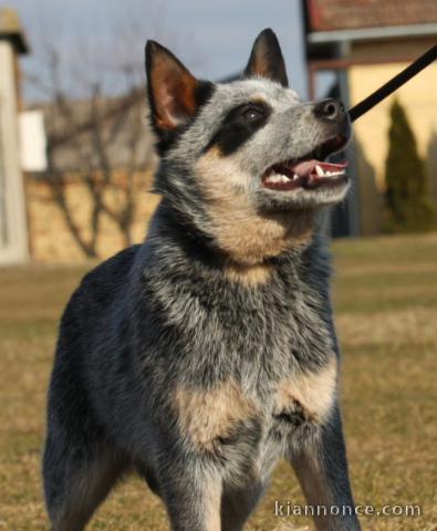 Chiots Australian Cattle Dog