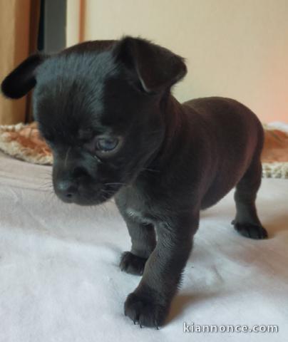 Dons chiot chihuahua disponible 