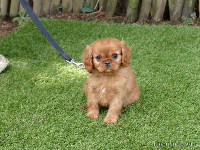 Chiot cavalier king charle disponible 