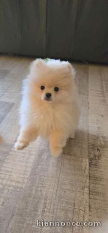 Chiot spitz allemand disponible 