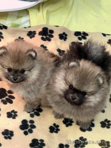 Dons chiot spitz allemand disponible 