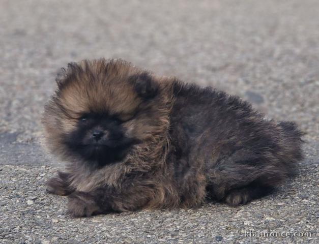 chiot spitz allemand femelle disponible 